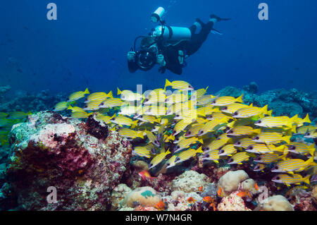 Blueline Schnapper (Lutjanus kasmira) Schule mit einem Unterwasser Fotograf ein Bild aufnehmen. Malediven, Indischer Ozean, 2012 Stockfoto