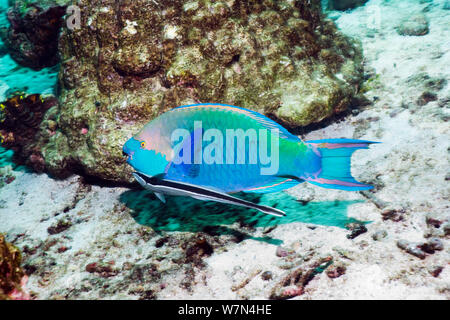 Greenthroat oder Singapur Papageienfisch (Scarus prasiognathus), Anschlußklemme Kater mit einem schiffshalter Echeneis naucrates Sharksucker (oder), Andaman Sea, Thailand. Stockfoto