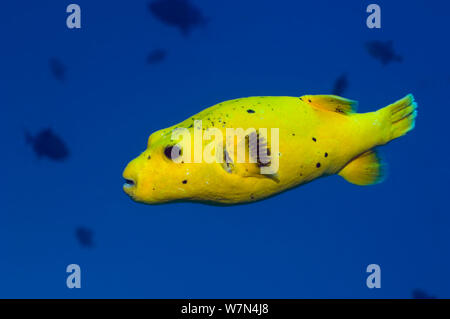 Guineafowl Kugelfisch (Arothron meleagris), auch bekannt als die Goldene Puffer oder Gefleckt Puffer da ist, hat drei Phasen, die drastisch unterscheiden. Malediven, Indischer Ozean Stockfoto