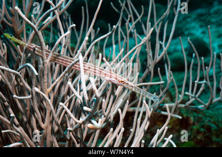 Karibik/Chinesisch Trompetenfisch (Aulostomus maculatus) in Weichkorallen getarnt, Andaman Sea, Thailand, Indo Stockfoto