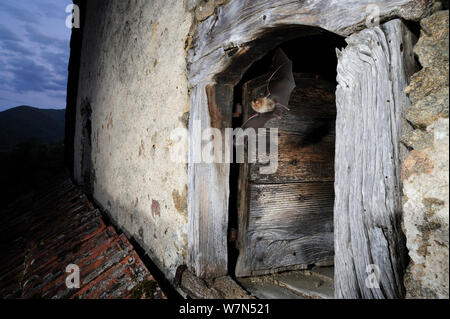 Kleine Hufeisennase (Rhinolophus hipposideros) im Flug, so dass Gebäude in der Dämmerung nach Futter zu suchen. Frankreich, Europa, Juli. Stockfoto