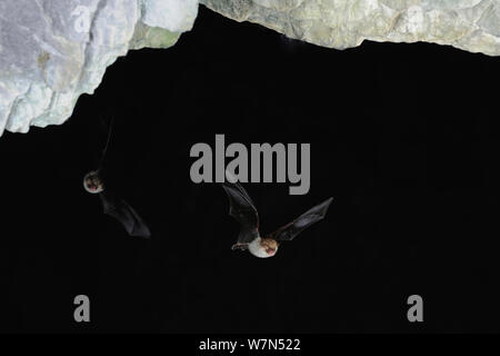 Natterer von Fledermäusen (Myotis nattereri) im Flug in der Nähe der Höhle Decke. Frankreich, Europa, September. Stockfoto