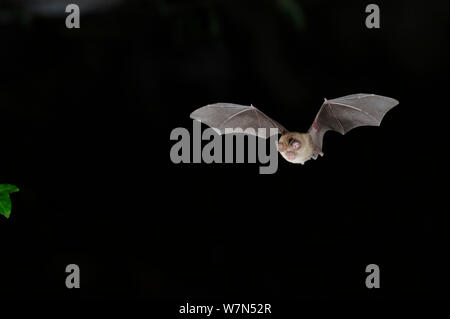 Mediterrane Hufeisennase (Rhinolophus euryale) im Flug. Frankreich, Europa, August. Stockfoto