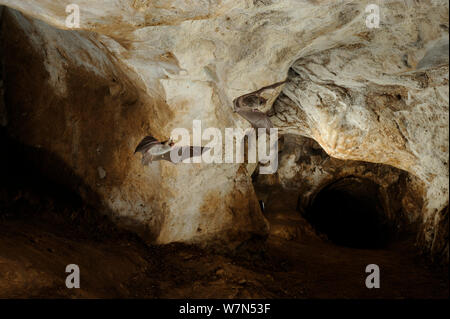 Natterer von Fledermäusen (Myotis nattereri) im Flug in der Höhle. Frankreich, Europa, September. Stockfoto