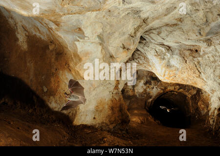 Die bechstein Bat (Myotis bechsteinii) im Flug in der Höhle. Frankreich, Europa, August. Stockfoto