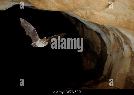 Die bechstein Bat (Myotis bechsteinii) im Flug in der Höhle. Frankreich, Europa, August. Stockfoto