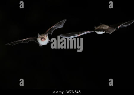 Zwei der Bechstein Bat (Myotis bechsteinii) im Flug bei Nacht, den Mund offen zu emittieren, echolocating Anrufe. Frankreich, Europa, September. Stockfoto