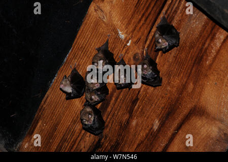 Weniger Hufeisen Fledermäuse (Rhinolophus hipposideron) mit jungen Rastplätze im Dachgeschoss. Frankreich, Europa, August. Stockfoto