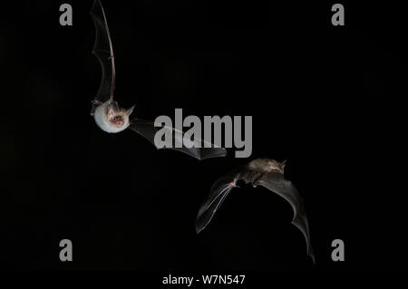 Zwei der Bechstein Bat (Myotis bechsteinii) im Flug bei Nacht, den Mund offen zu emittieren, echolocating Anrufe. Frankreich, Europa, September. Stockfoto