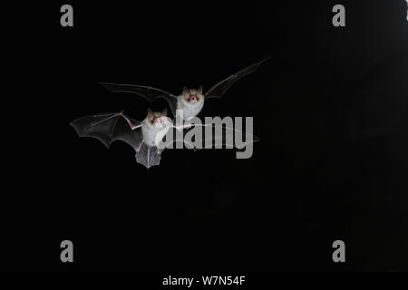 Zwei Natterer von Bat (Myotis nattereri) im Flug in der Nacht mit offenem Mund zu emittieren, echolocating Anrufe. Frankreich, Europa, September. Stockfoto