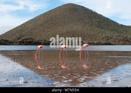 Amerikanische Flamingo (Phoenicopterus ruber) Ernährung in Wasser mit Hügel im Hintergrund. Insel Floreana, Galapagos, Ecuador, Juni. Stockfoto