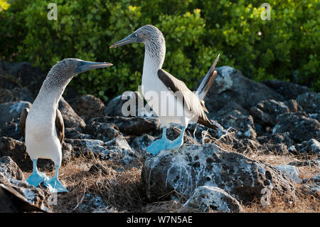 Blaufußtölpel (Sula nebouxii) auf Guano fallenden Felsen. Santa Cruz Island, Galapagos, Juni. Stockfoto