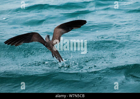 Braun/Gemeinsame Noddy (Anous stolidus) Flucht aus dem Wasser. Santa Cruz Island, Galapagos, Juni. Stockfoto