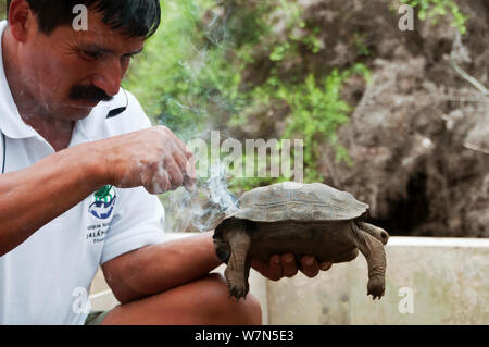 Haube Insel Riesenschildkröte (Chelonoidis nigra hoodensis) Nachzuchten junge Marke in Vorbereitung für die Veröffentlichung zurück auf ihre Insel Ursprungs sind, Schildkröte Aufzuchtzentrum, Puerto, Isabela Insel, November 2008 Stockfoto