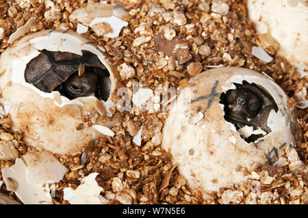 Haube Insel Riesenschildkröte (Chelonoidis nigra hoodensis) Nachzuchten Schlüpflinge emarging vom Ei, Schildkröte Aufzuchtzentrum, Puerto, Isabela Insel, November 2008 Stockfoto