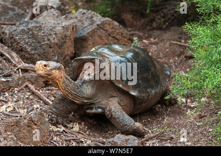 Haube Insel Riesenschildkröte (Chelonoidis nigra hoodensis) erwachsenen weiblichen Teil von 12 Überlebenden, die in Gefangenschaft Zucht seit den 1960er Jahren verwendet, Schildkröte Aufzuchtzentrum, Puerto, Isabela Insel, November 2008 Stockfoto