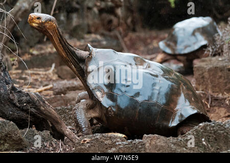 Haube Insel Riesenschildkröte (Chelonoidis nigra hoodensis) erwachsenen weiblichen Teil von 12 Überlebenden, die in Gefangenschaft Zucht seit den 1960er Jahren verwendet, Schildkröte Aufzuchtzentrum, Puerto, Isabela Insel, November 2008 Stockfoto