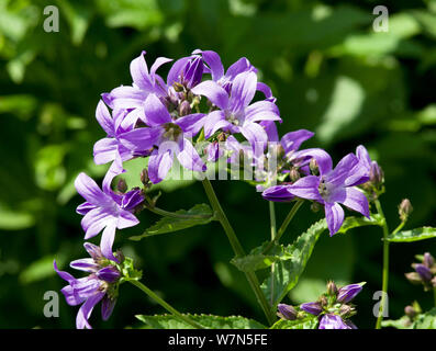 Campanula lactiflora 'Prichard'S Sorte " Stockfoto