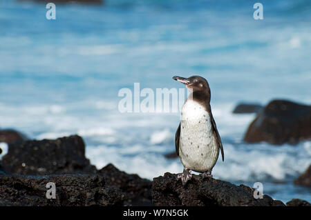 Galápagos-Pinguin (Spheniscus mandiculus) stehend auf küstennahen Vulkangestein. Gefährdet. Die Insel Isabela, Galapagos, Ecuador, Juni. Stockfoto