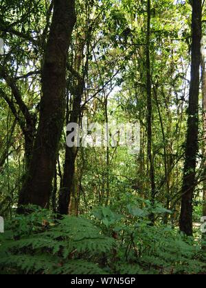 Doi Intanon, Chiang Mai, tropischer Wald Thailnd Stockfoto