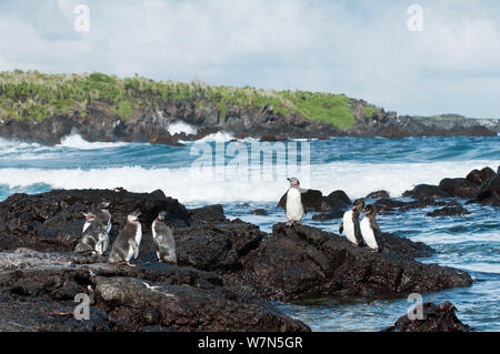 Galápagos-Pinguine (Spheniscus Mandiculus) stehend auf küstennahen Vulkangestein. Gefährdet. Isabela Island, Galapagos, Ecuador, Juni. Stockfoto