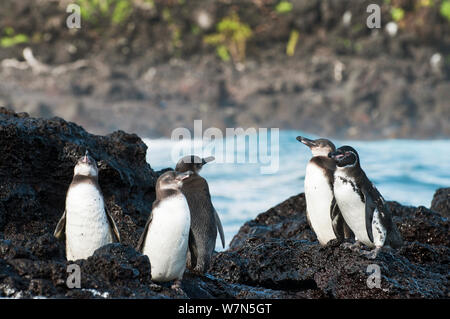 Galápagos-Pinguine (Spheniscus Mandiculus) stehend auf küstennahen Vulkangestein. Gefährdet. Isabela Island, Galapagos, Ecuador, Juni. Stockfoto