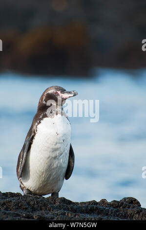 Galápagos-Pinguin (Spheniscus mandiculus) stehend auf küstennahen Vulkangestein. Gefährdet. Die Insel Isabela, Galapagos, Ecuador, Juni. Stockfoto