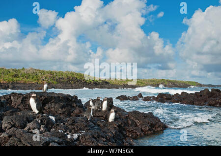 Galápagos-Pinguine (Spheniscus Mandiculus) stehend auf küstennahen Vulkangestein. Gefährdet. Isabela Island, Galapagos, Ecuador, Juni. Stockfoto