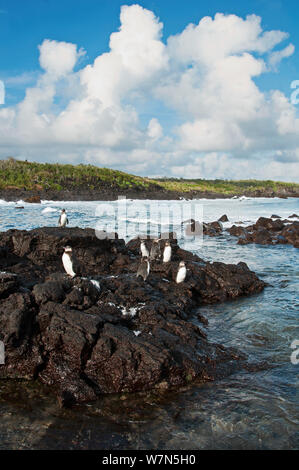 Galápagos-Pinguine (Spheniscus Mandiculus) stehend auf küstennahen Vulkangestein. Gefährdet. Isabela Island, Galapagos, Ecuador, Juni. Stockfoto