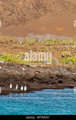 Galápagos-Pinguine (Spheniscus Mandiculus) stehend auf küstennahen Vulkangestein. Gefährdet. Isabela Island, Galapagos, Ecuador, Juni. Stockfoto