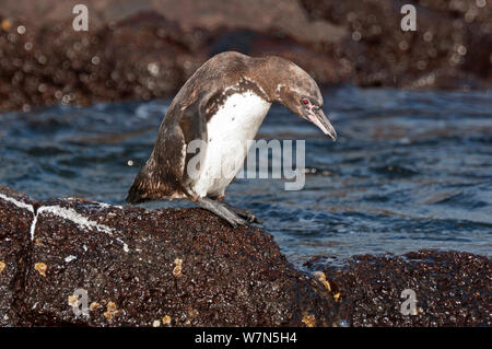 Galápagos-Pinguin (Spheniscus mandiculus) stehend auf küstennahen Vulkangestein. Gefährdet. Die Insel Isabela, Galapagos, Ecuador, Juni. Stockfoto