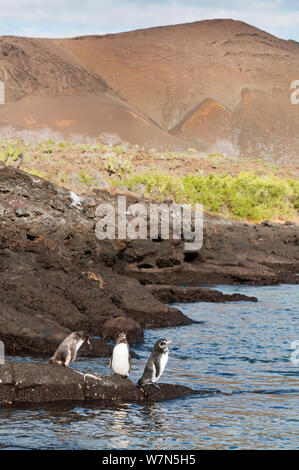 Galápagos-Pinguine (Spheniscus Mandiculus) stehend auf küstennahen Vulkangestein. Gefährdet. Isabela Island, Galapagos, Ecuador, Juni. Stockfoto