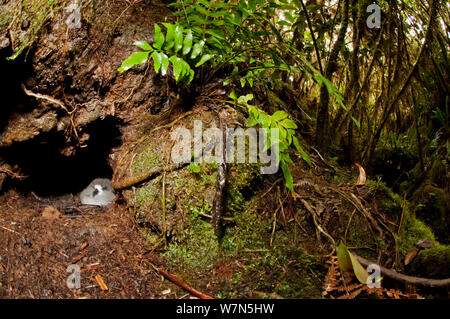 Galapagos Petrel (Pterodroma phaeopygia) Küken in Nesting Loch. Kritisch gefährdet. Santa Cruz Highlands, Galapagos, Ecuador, Juni. Stockfoto