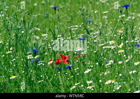 Wildblumenwiese Stockfoto