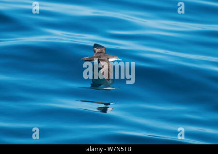 Galapagos shearwater (Puffinus subalaris) im Flug über den Pazifik Oberfläche, die Insel Isabela Galapagos Stockfoto