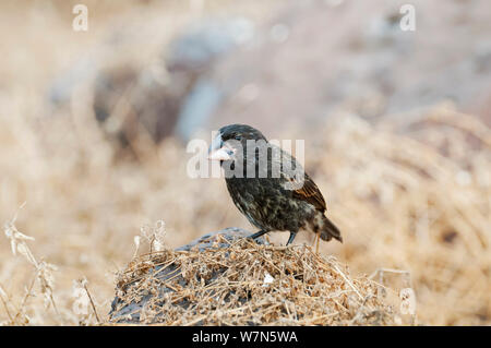 Große Kaktus Finch (Geospiza conirostris). Espanola Island, Galapagos, Ecuador, Mai. Stockfoto