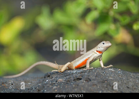 San Cristobal lava Lizard (Microlophus bivittatus), San Cristobal Island, Galapagos, Südamerika Stockfoto