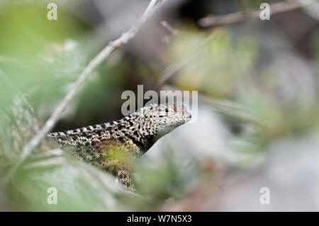 Floreana lava Lizard (Microlophus grayi) Insel Floreana, Galapagos Stockfoto