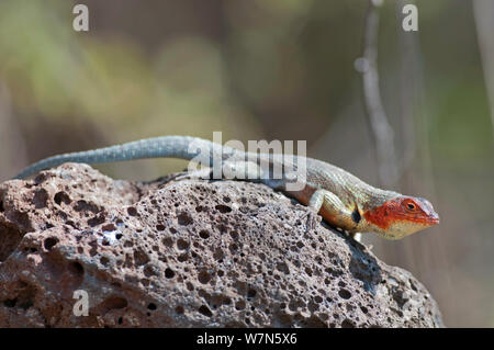 Galapagos lava Lizard (Microlophus albermarlensis) Santa Cruz Island, Galapagos Stockfoto