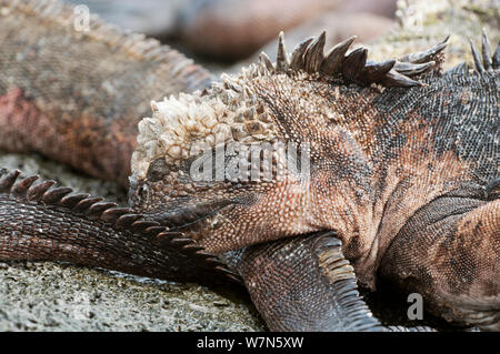 Marine iguana (Amblyrhynchus cristatus) schlafend auf dem Schwanz des anderen. Galapagos, Ecuador, Mai. Stockfoto