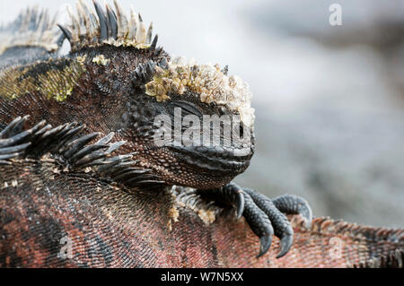 Marine iguana (Amblyrhynchus cristatus) auf dem Schwanz eines anderen ausruhen. Galapagos, Ecuador, Juni. Stockfoto