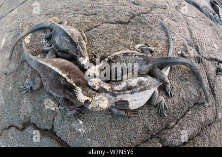 Marine iguana (Amblyrhynchus cristatus) Ausruhen und Sonnen. Galapagos, Ecuador, Mai. Stockfoto