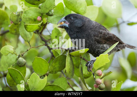 Medium Grundfinken (Geospiza Fortis) dunkle männliche sehr variable Art, Fütterung auf unreife Scutia Obst. Academy Bay, Insel Santa Cruz,, Galapagos, Ecuador Stockfoto