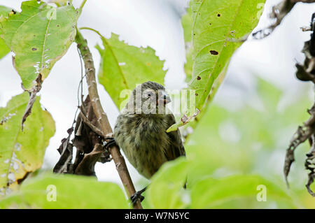 Mittlere baum Finch (Camarhynchus pauper) unter verlässt. Insel Floreana, Galapagos, Ecuador, Juni. Stockfoto