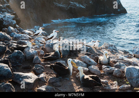 (Phoebastria irrorata winkte Albatross) und Nazca Tölpel (Sula granti) Bei gemischten seabird Kolonie, Galapagos Inseln Stockfoto