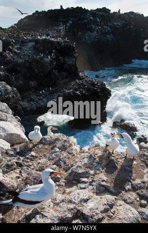 Nazca Tölpel (Sula granti) an der Kolonie auf der Steilküste. Espanola Island, Galapagos, Ecuador, Mai. Stockfoto