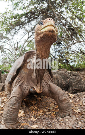 Pinta Insel Schildkröte (Chelonoidis nigra abingdoni) "Lonesome George" der letzte Pinta Insel Schildkröte, Captive, die Juni 2012 starb, Pinta Insel, Galapagos, Juli 2008 Stockfoto