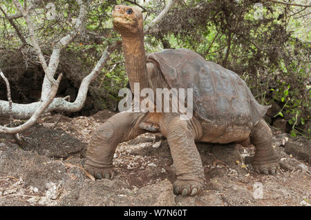 Pinta Insel Schildkröte (Chelonoidis nigra abingdoni) "Lonesome George" der letzte Pinta Insel Schildkröte, Captive, die Juni 2012 starb, Pinta Insel, Galapagos, Juli 2008 Stockfoto