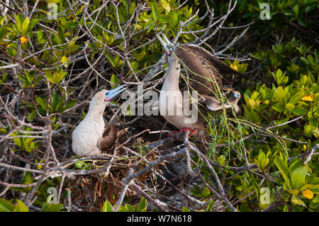 Red-footed Booby (Sula Sula) Anzeige von Nest im Baum. Genovesa (Turm) Inseln, Galapagos, Juni. Stockfoto