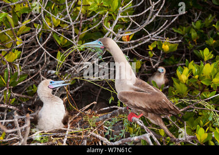 Red-footed Booby (Sula Sula) Anzeige von Nest im Baum. Genovesa (Turm) Inseln, Galapagos, Juni. Stockfoto